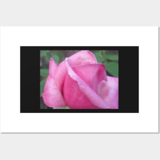 Morning Dew Pink Rose Photo Print And Others Posters and Art
